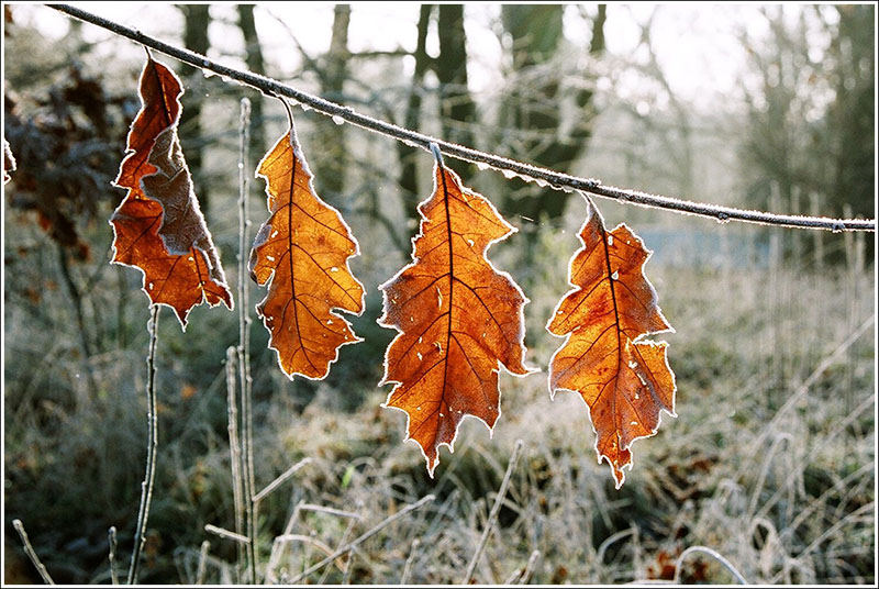 Herbstlaub im Frost