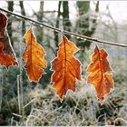 Herbstlaub im Frost