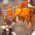 Herbstlaub im Frühling