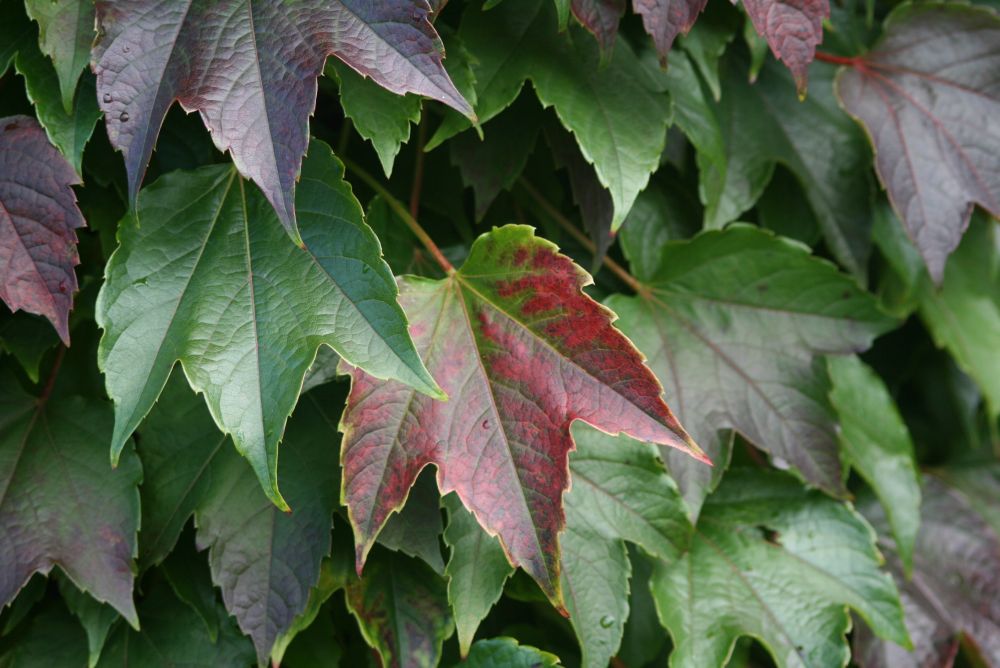 Herbstlaub im Garten