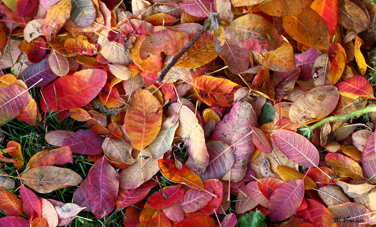 Herbstlaub im Garten