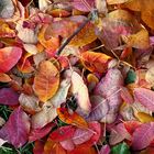 Herbstlaub im Garten