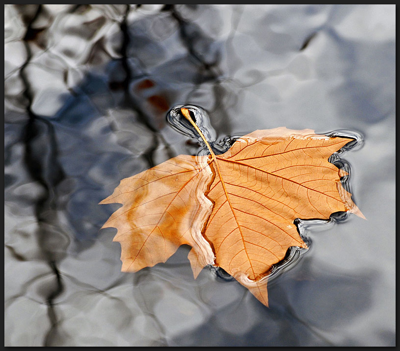 Herbstlaub im Gartenteich