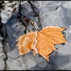 Herbstlaub im Gartenteich