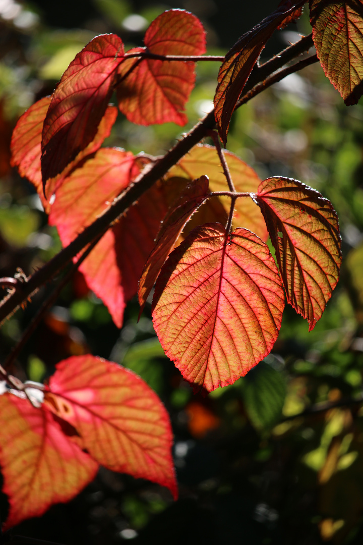 Herbstlaub im Gegenlicht