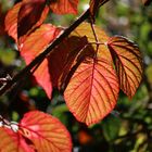 Herbstlaub im Gegenlicht