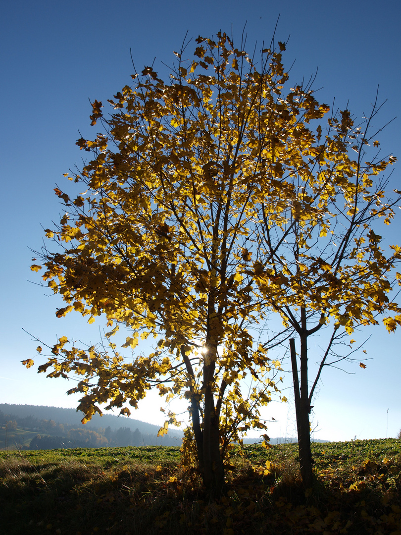 Herbstlaub im Gegenlicht