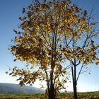 Herbstlaub im Gegenlicht