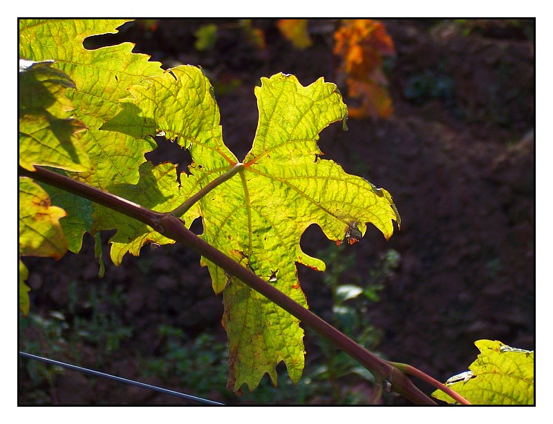 Herbstlaub im Gegenlicht