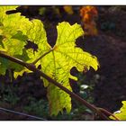 Herbstlaub im Gegenlicht