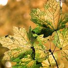 Herbstlaub im Gegenlicht