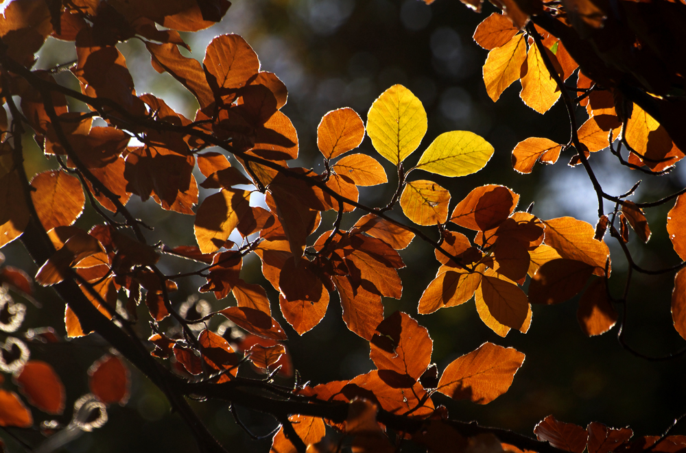 Herbstlaub im Gegenlicht