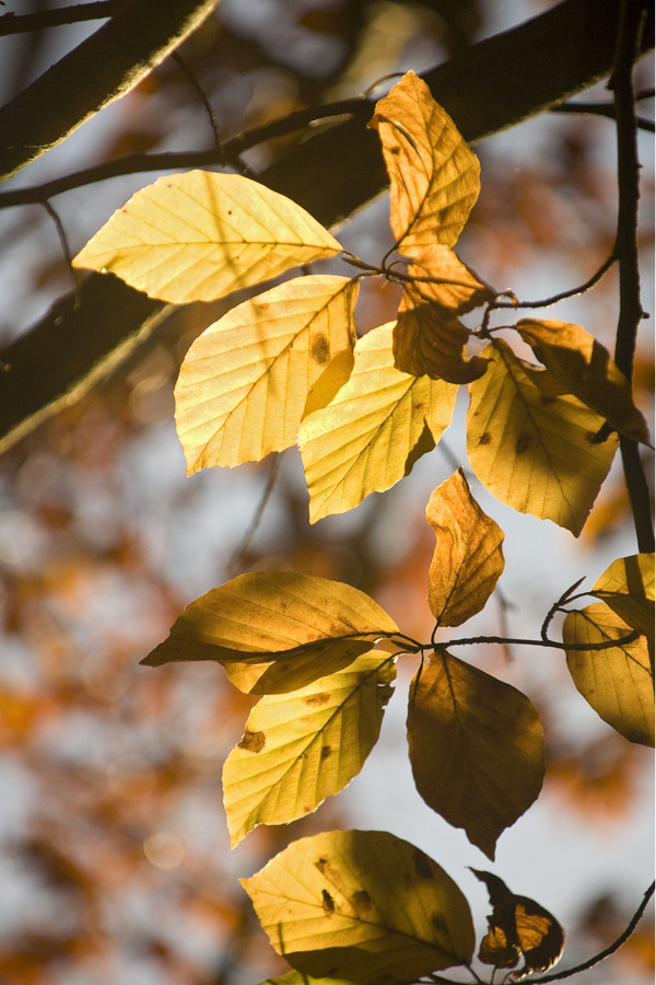 Herbstlaub im Gegenlicht