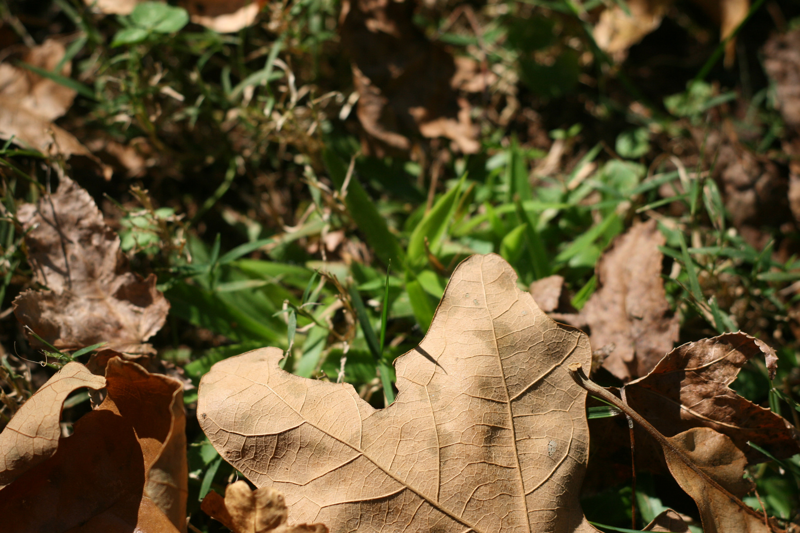 Herbstlaub im Gras