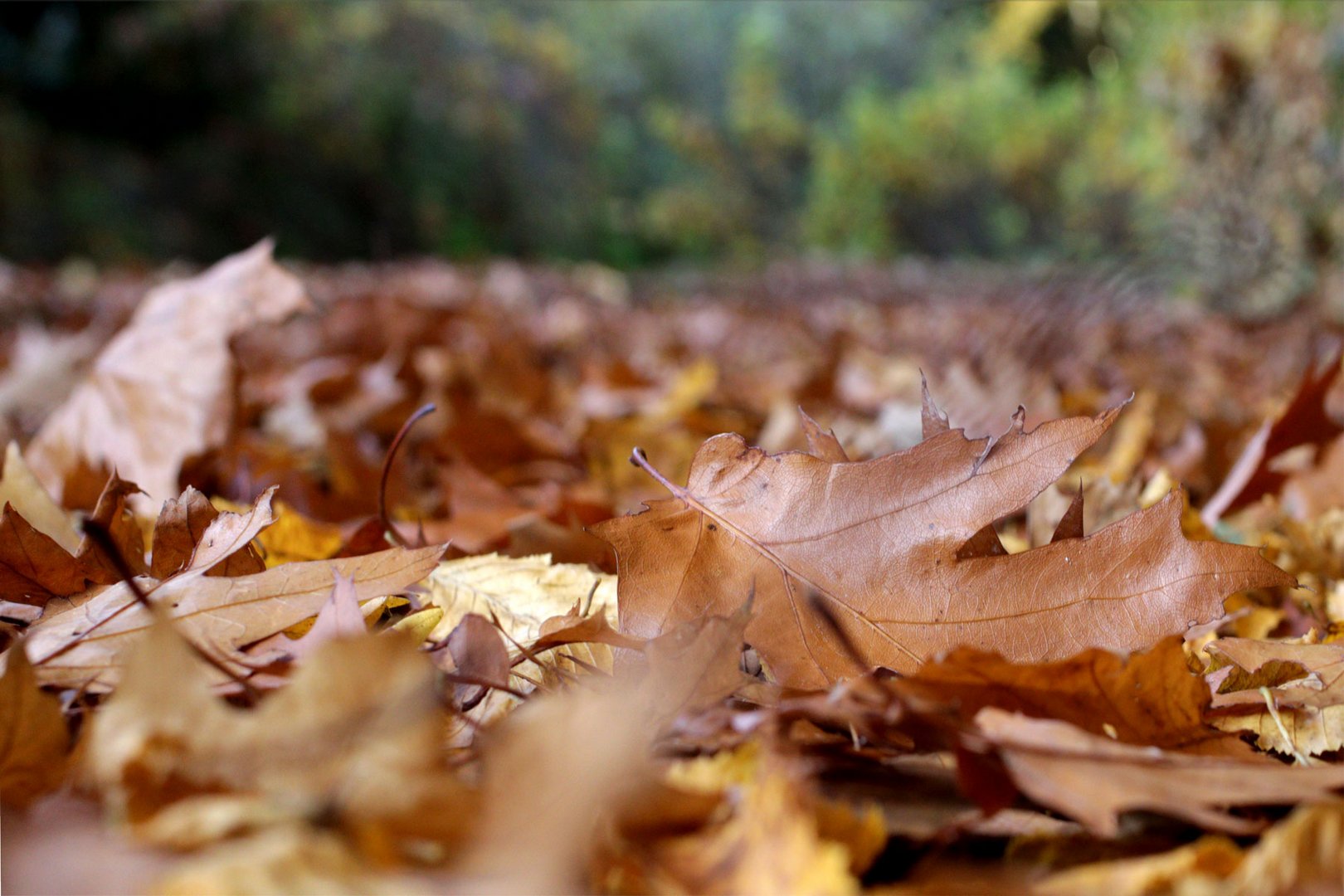 herbstlaub im kurpark