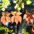 Herbstlaub im letzten Sonnenlicht