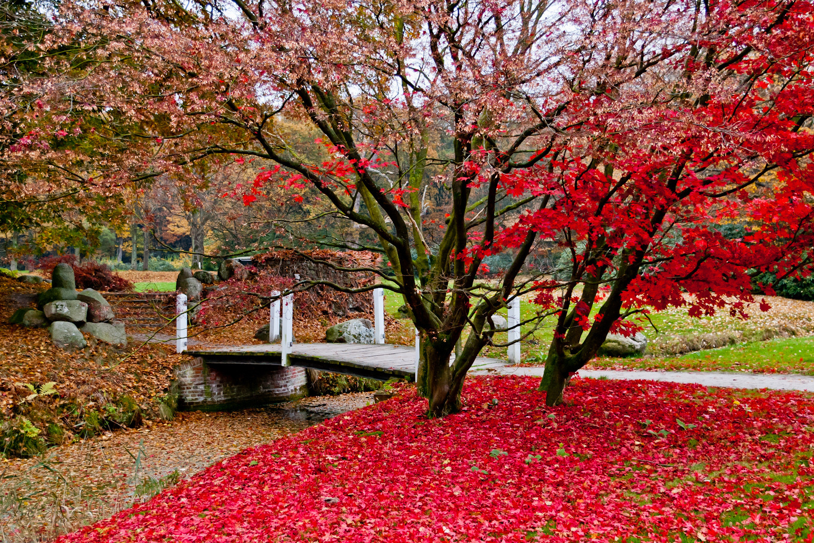 Herbstlaub im Lütetsburger Park