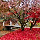 Herbstlaub im Lütetsburger Park