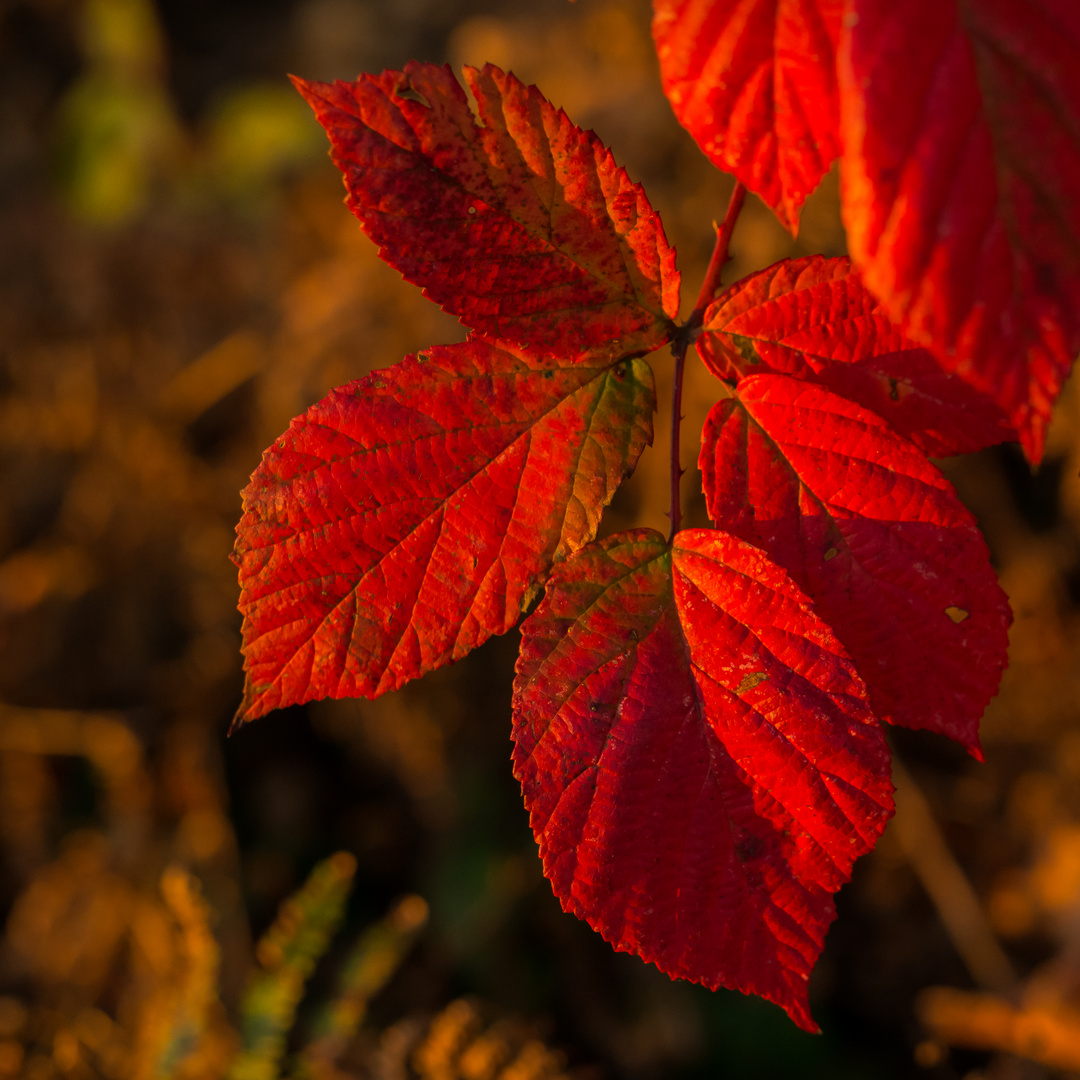 Herbstlaub im 5 Foto & Bild sonne, sonnenaufgang, natur