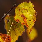 Herbstlaub im Morgentau