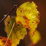 Herbstlaub im Morgentau