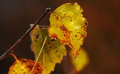 Herbstlaub im Morgentau