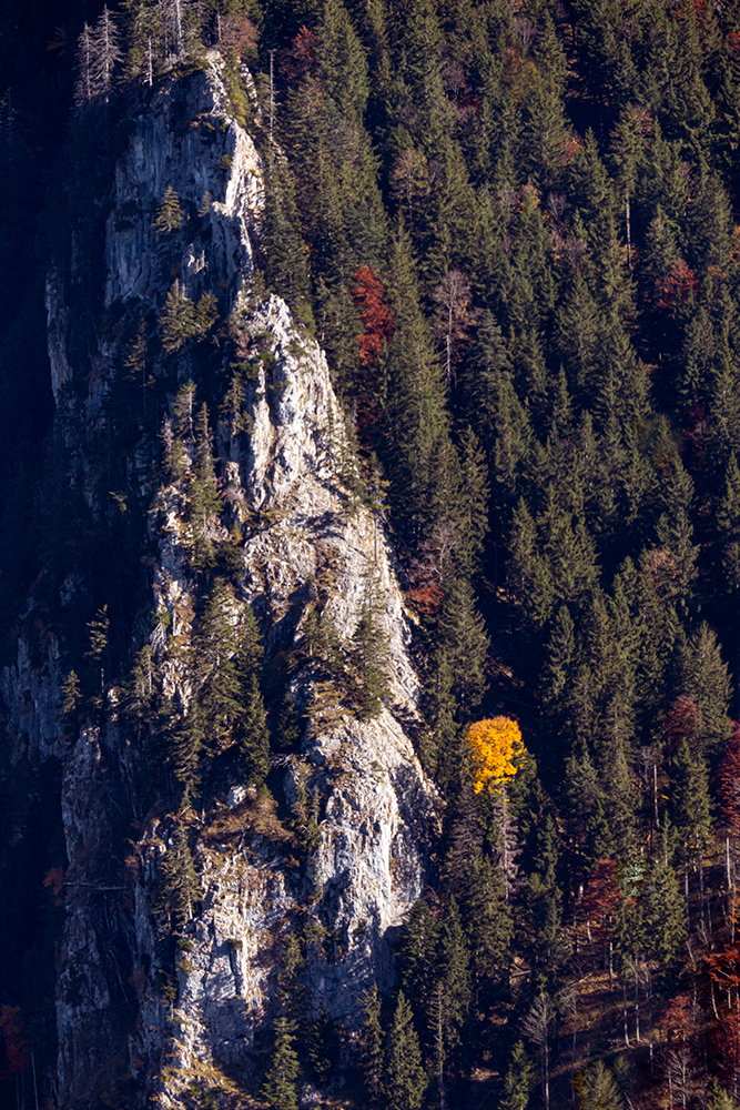 Herbstlaub im Nadelwald