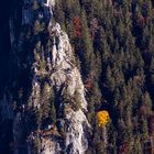 Herbstlaub im Nadelwald