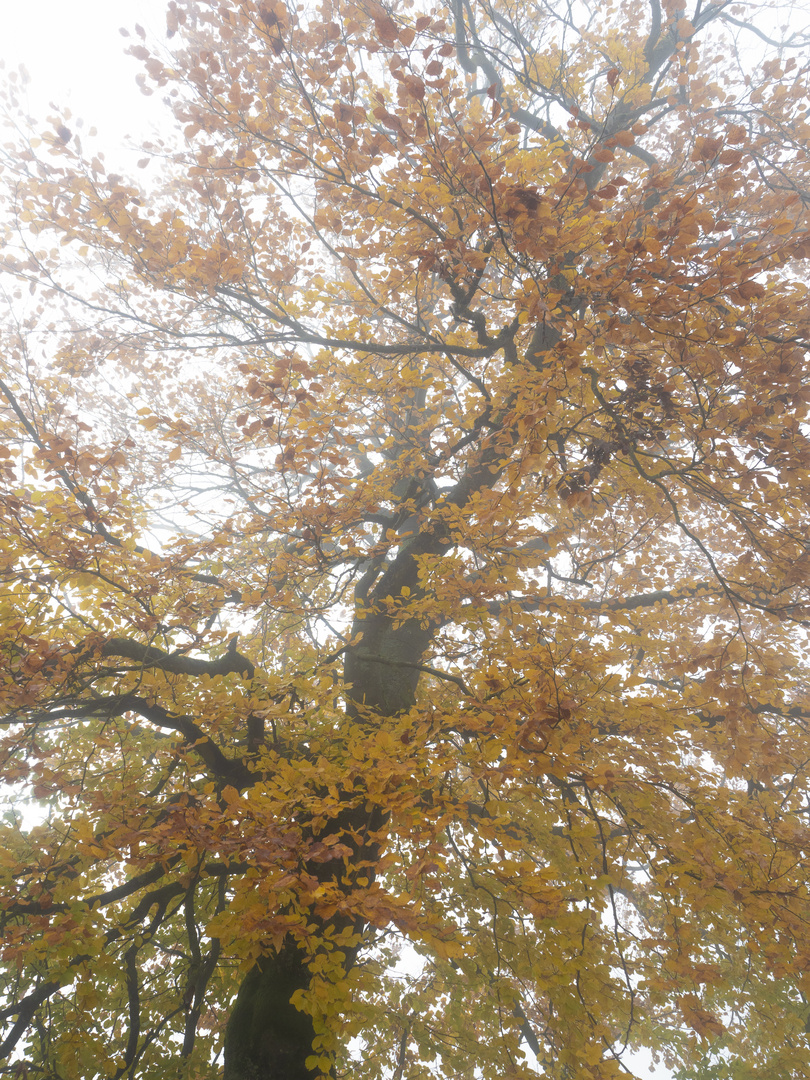 Herbstlaub im Nebel