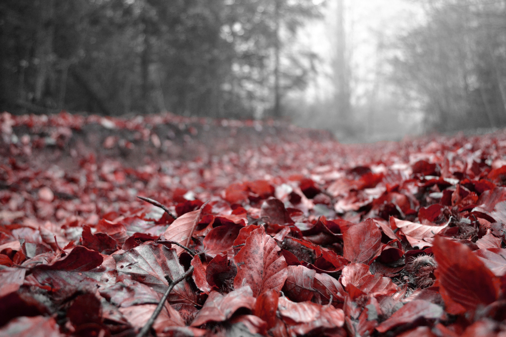 Herbstlaub im Nebel