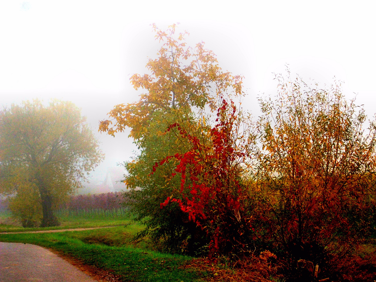 Herbstlaub im Nebel
