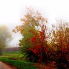 Herbstlaub im Nebel