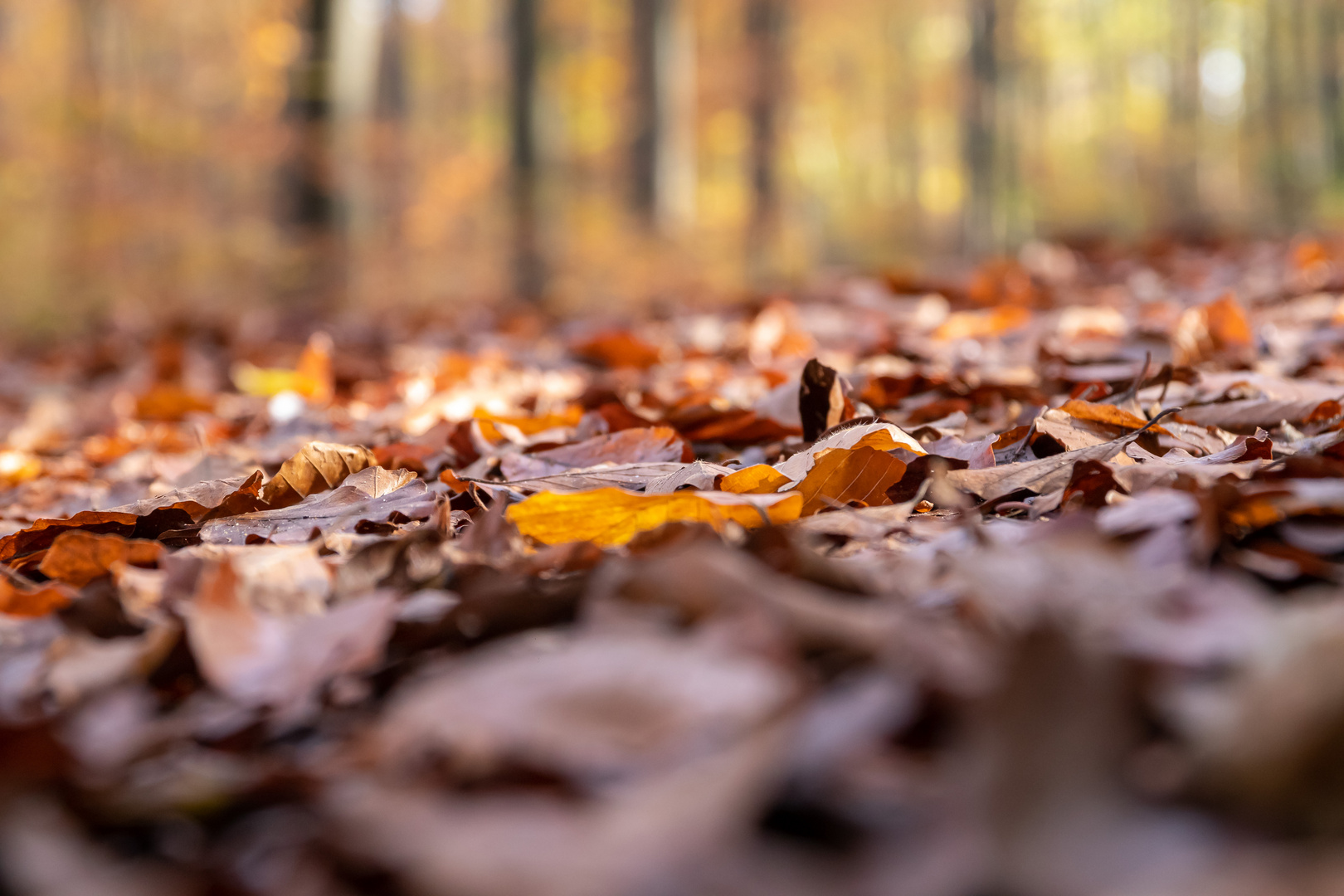 Herbstlaub im November