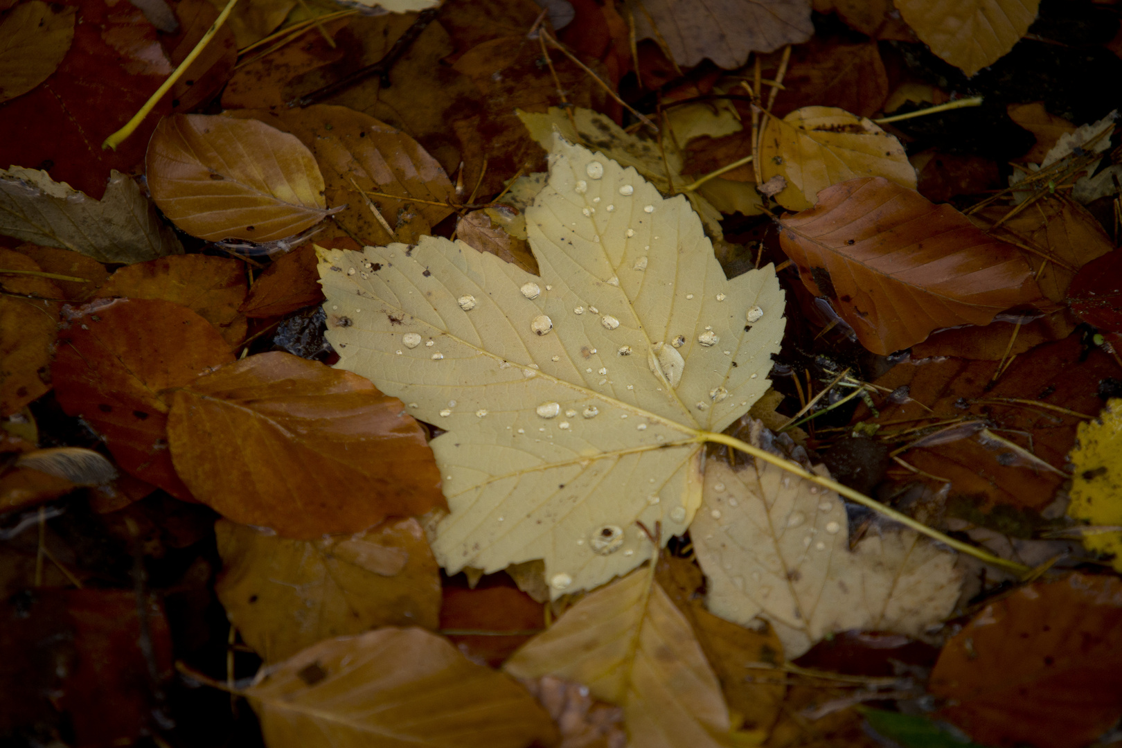 Herbstlaub im Pfälzer Wald