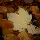 Herbstlaub im Pfälzer Wald