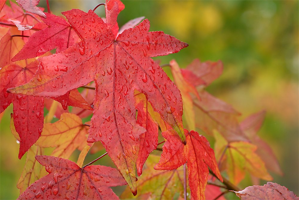 Herbstlaub im Regen