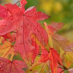 Herbstlaub im Regen