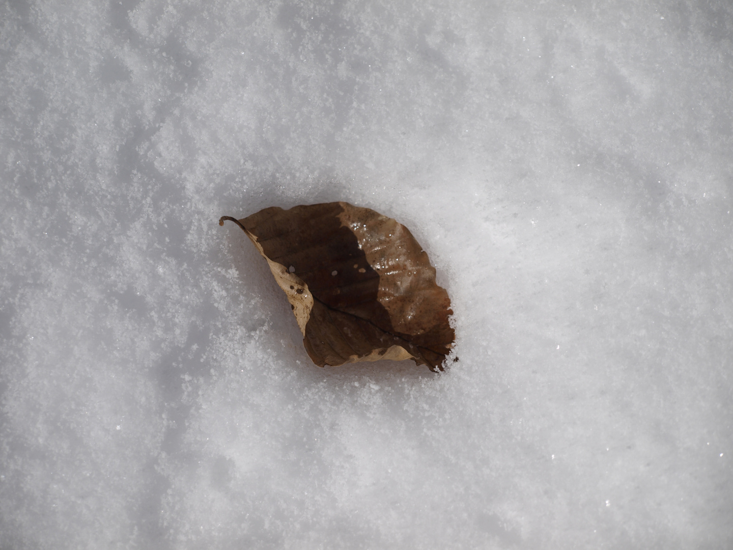 Herbstlaub im Schnee