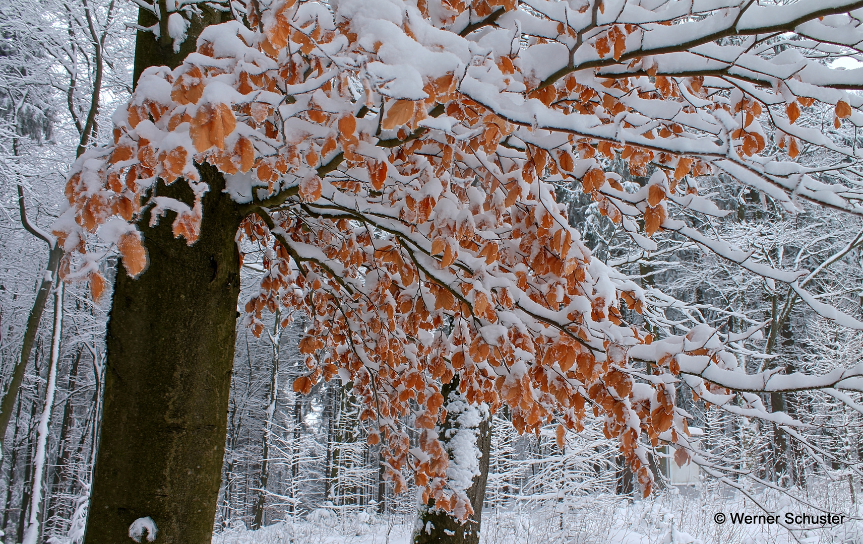 Herbstlaub im Schnee