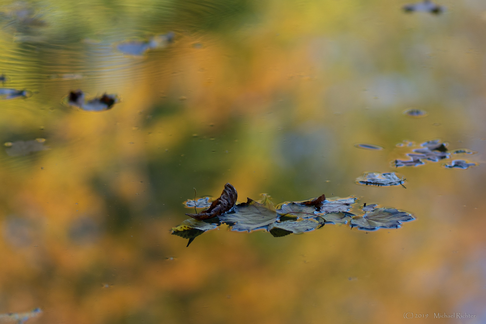 Herbstlaub im See