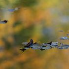 Herbstlaub im See