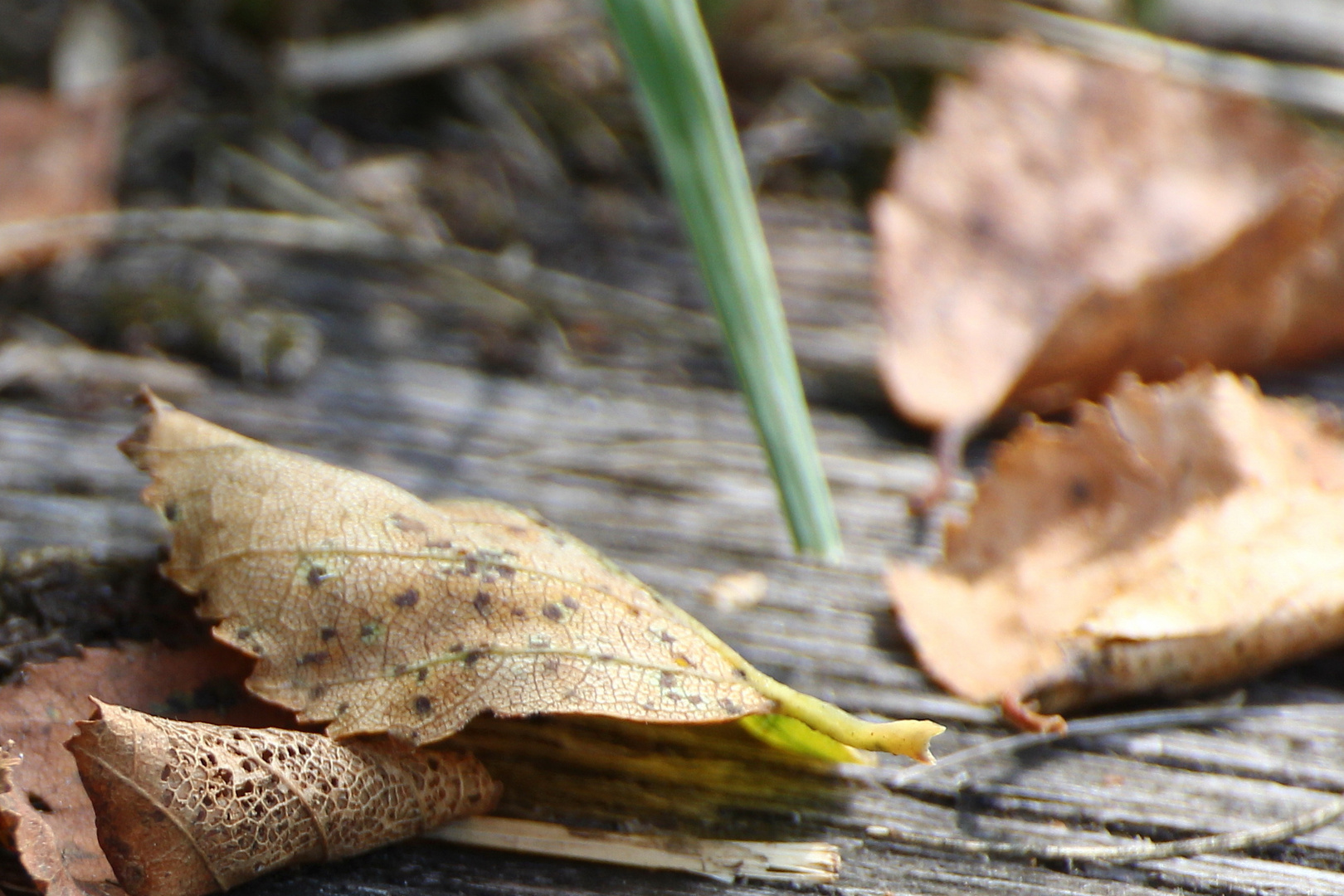 Herbstlaub im Sommer