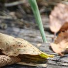 Herbstlaub im Sommer