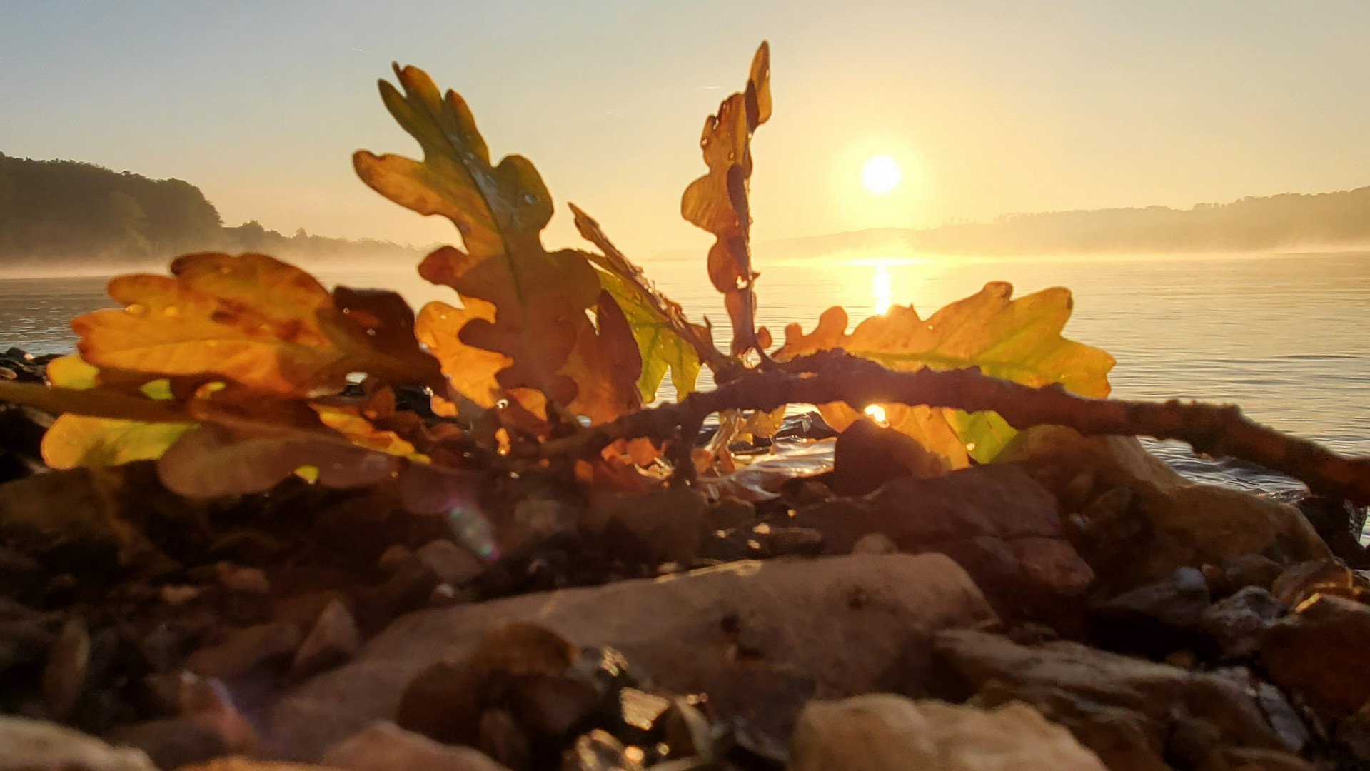 Herbstlaub im Sonnenaufgang