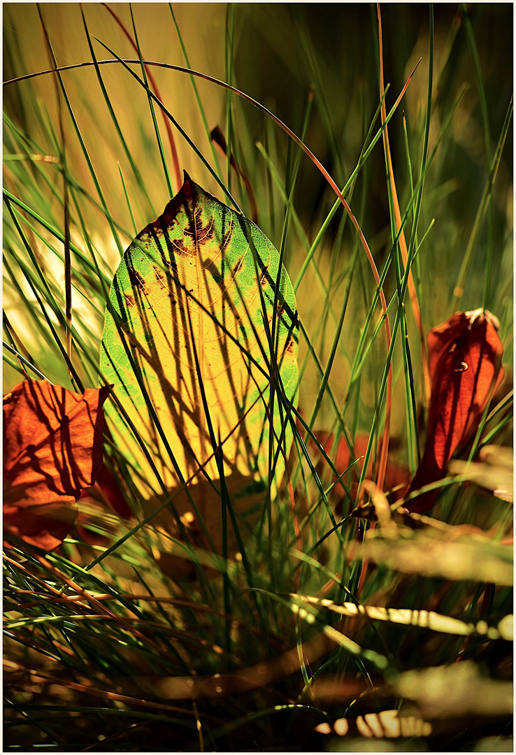 Herbstlaub im Sonnenlicht