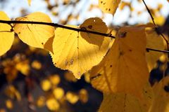 Herbstlaub im Sonnenlicht