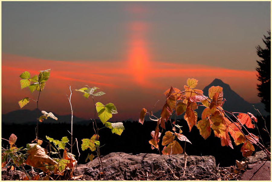 Herbstlaub im Sonnenuntergang