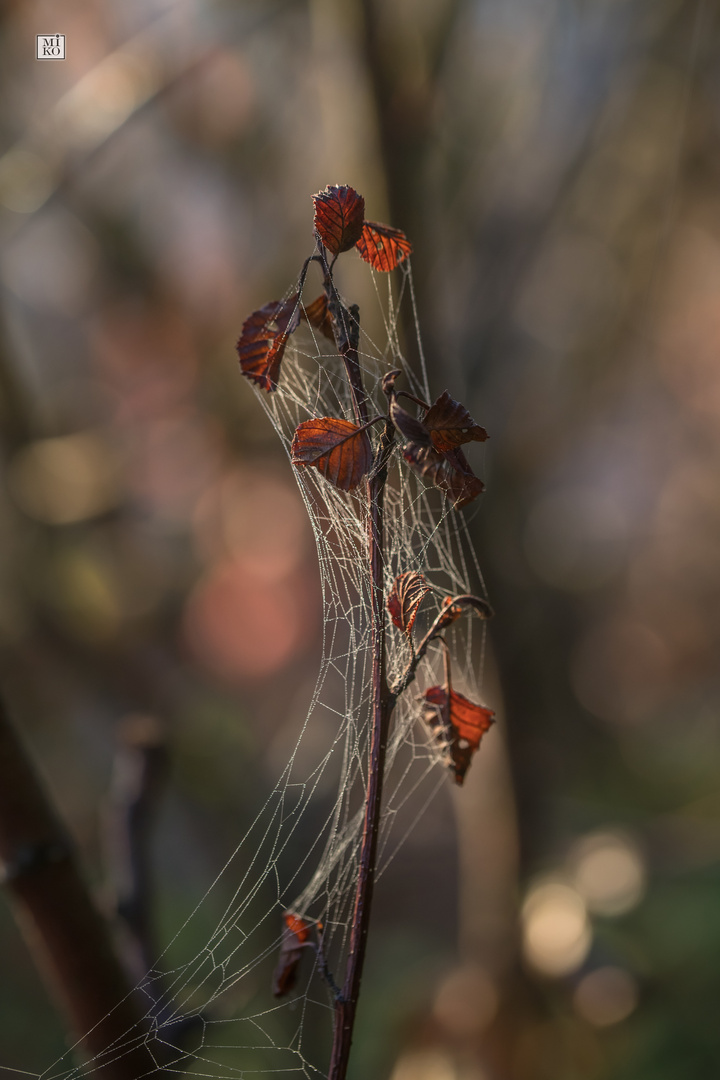 Herbstlaub im Spinnennetz