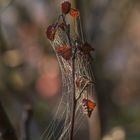 Herbstlaub im Spinnennetz