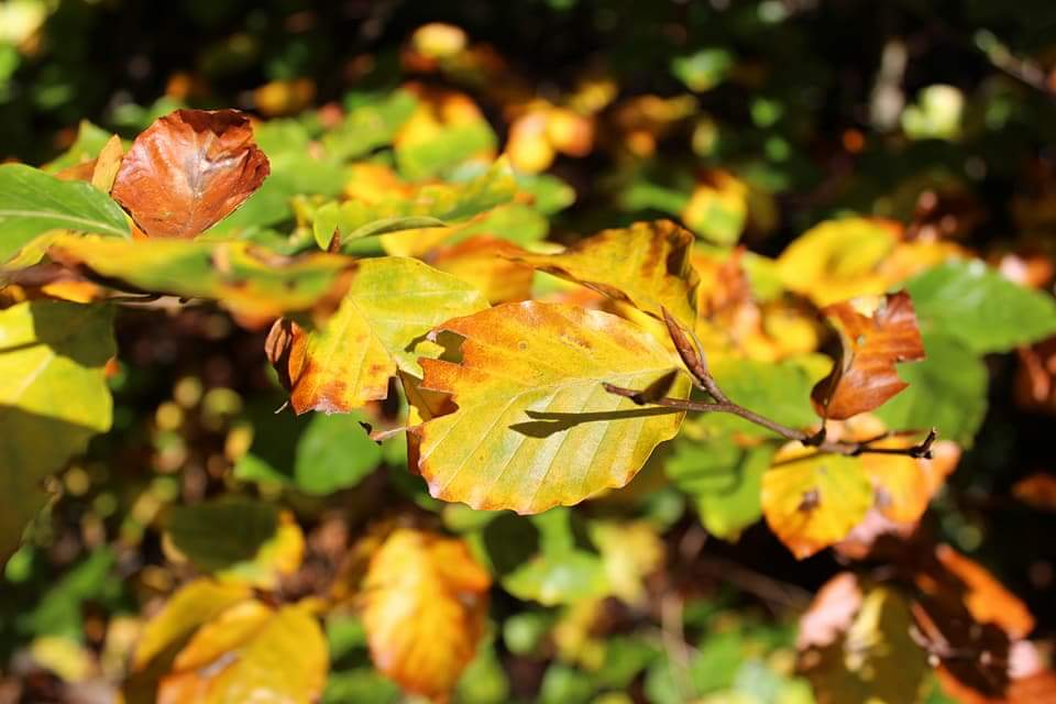 Herbstlaub im Süntel